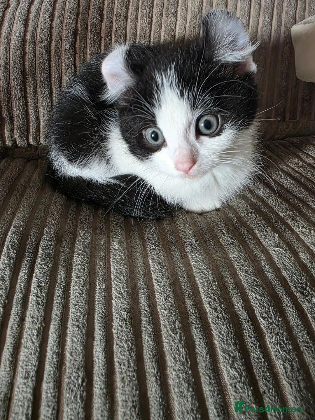 Mixed Breed cats for sale: Male and female kittens looking for loving homes - Advert 2