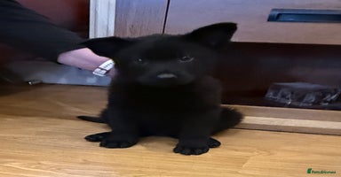 German Shepherd dogs - Advert 13