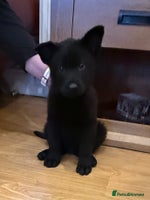 German Shepherd dogs - Advert 13