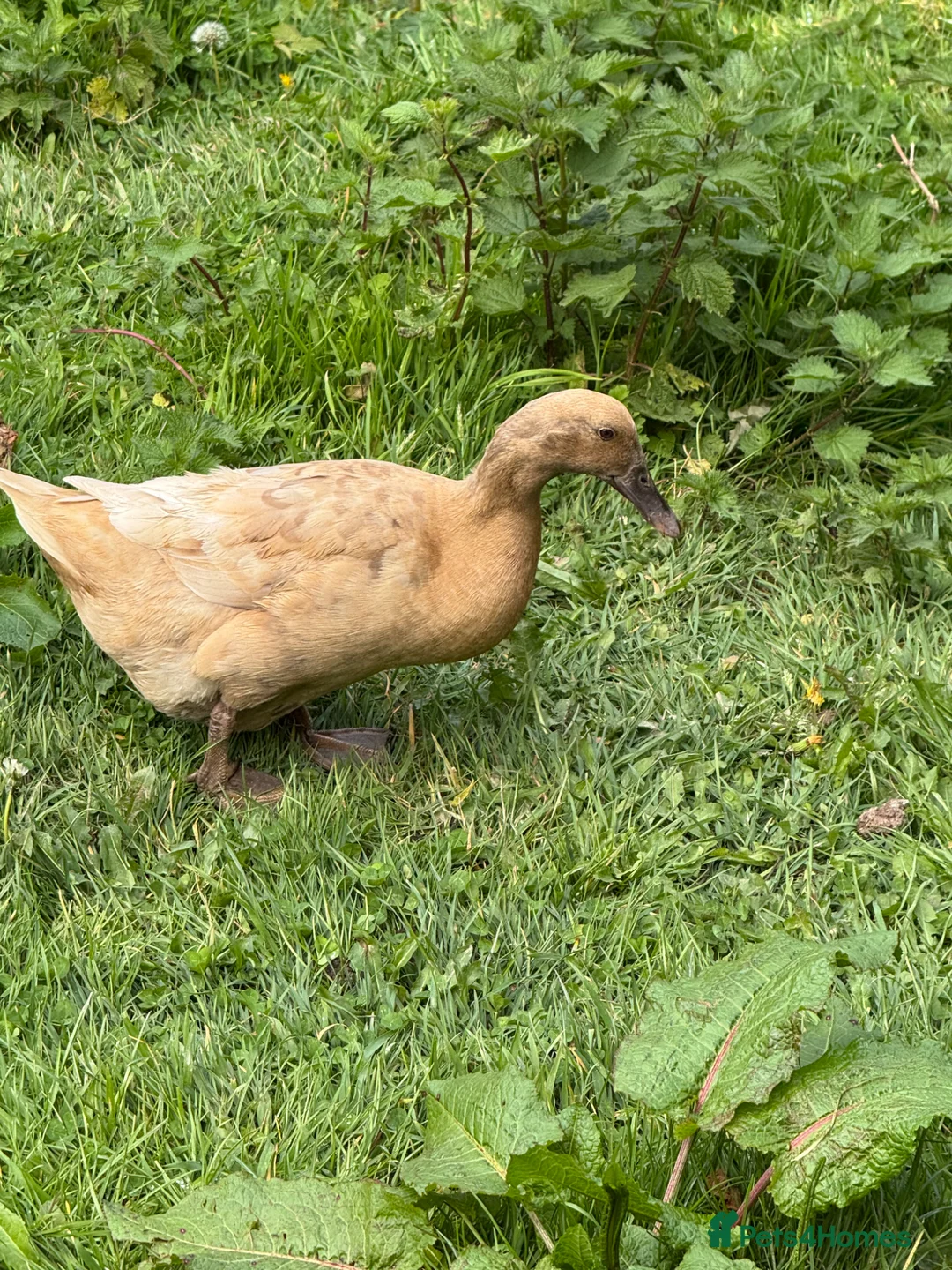 Ducks poultry for sale: 4 Female ducks for sale  - Advert 5