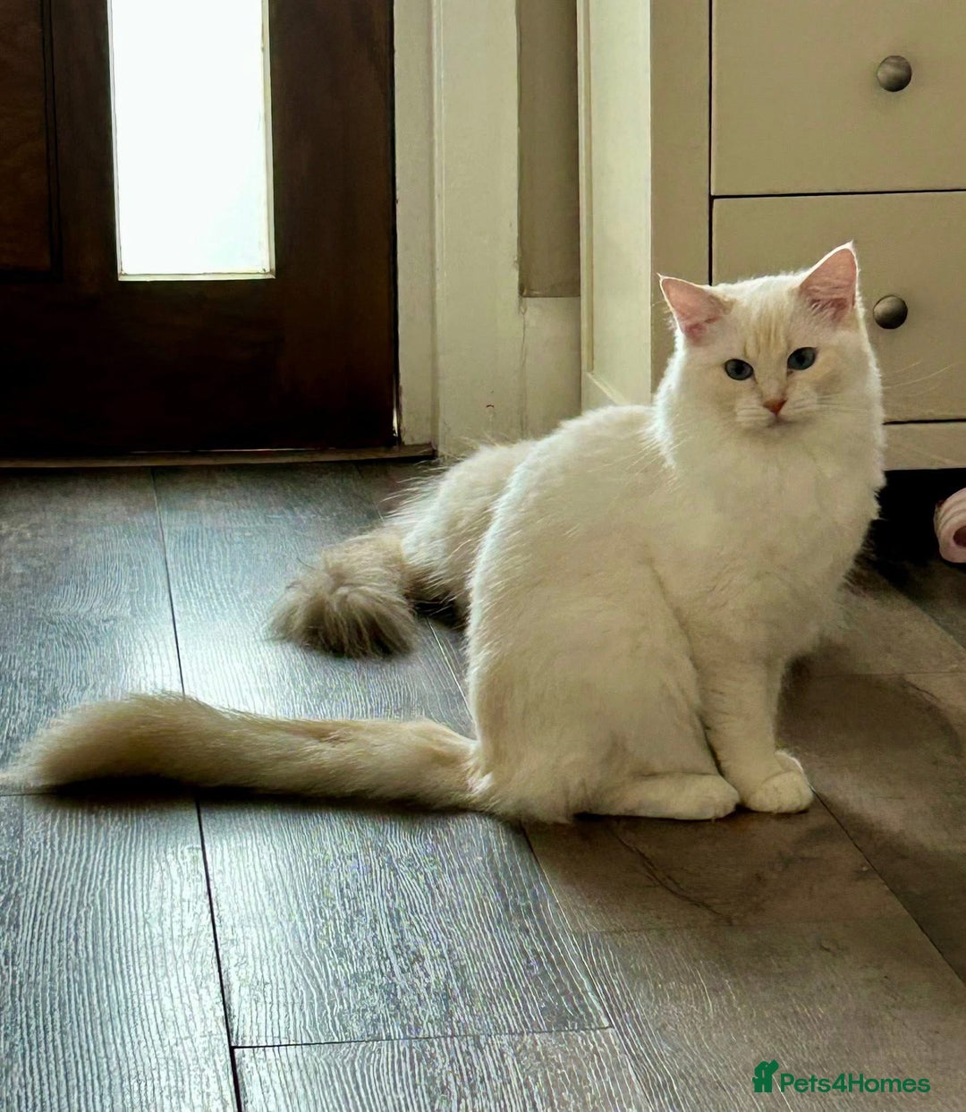 Ragdoll cats for sale: Beautiful Ragdoll kittens GCCF-seal tortie tabby  - Image 6