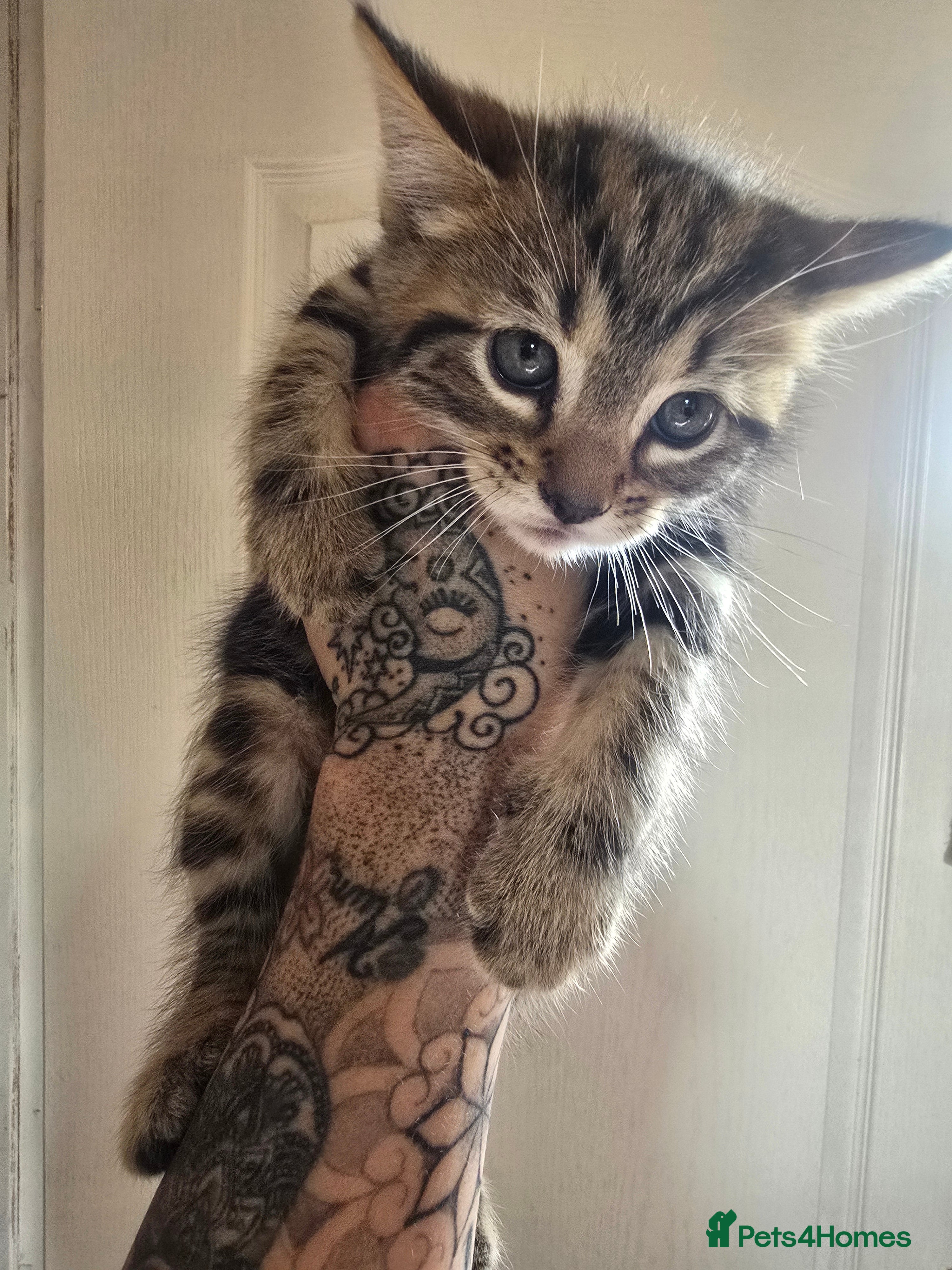 Mixed Breed Kitten 2