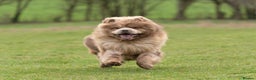 Chow Chow dogs for stud: lilac melre chow chow stud in Doncaster - Advert 5