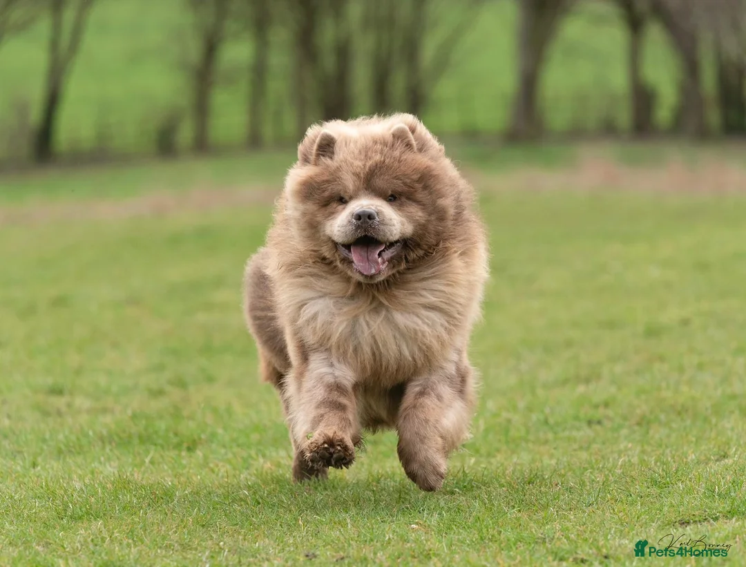 Chow Chow dogs for stud: lilac melre chow chow stud in Doncaster - Advert 5