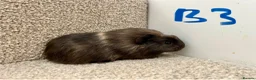 Guinea Pig rodents for sale: Baby guinea pigs  - Advert 9