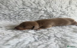 Miniature Dachshund dogs for sale: Kennel Club Miniature Dachshunds - Image 10