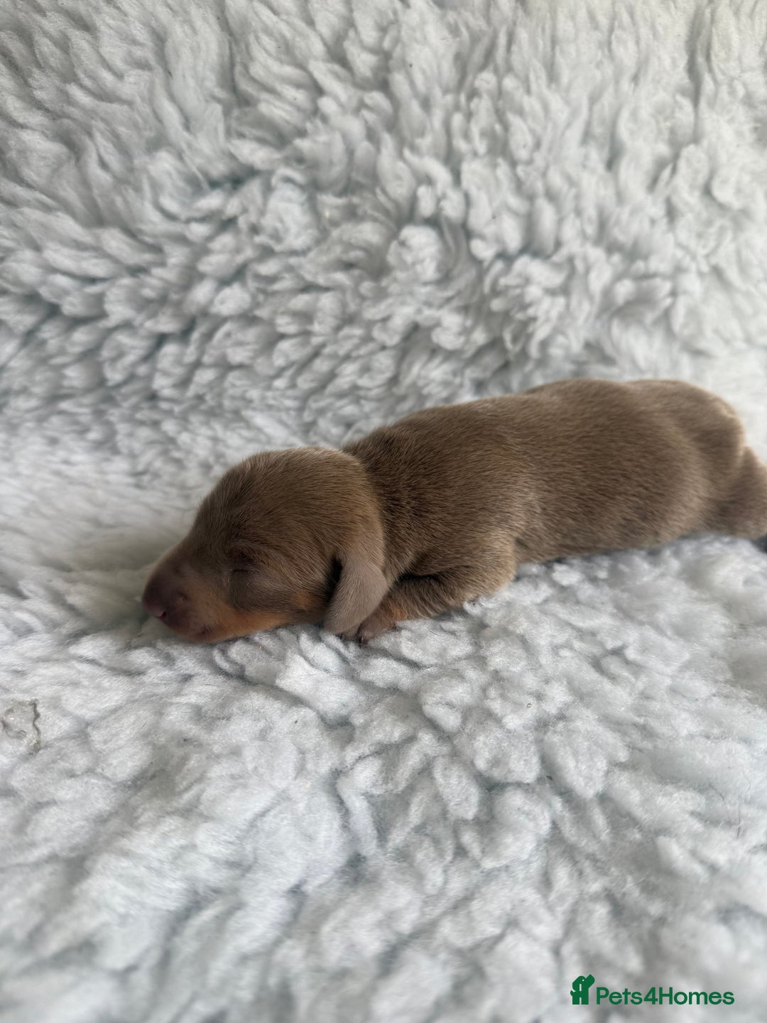 Miniature Dachshund dogs for sale: Kennel Club Miniature Dachshunds - Image 10