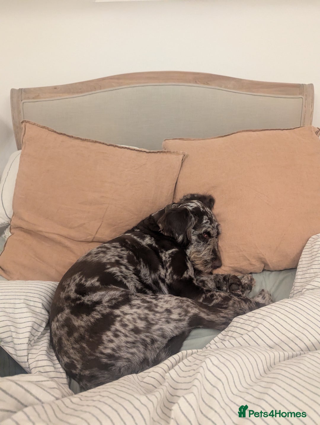 Labradoodle dogs for sale: Meet Elton – Our Beautiful Labradoodle  - Image 16