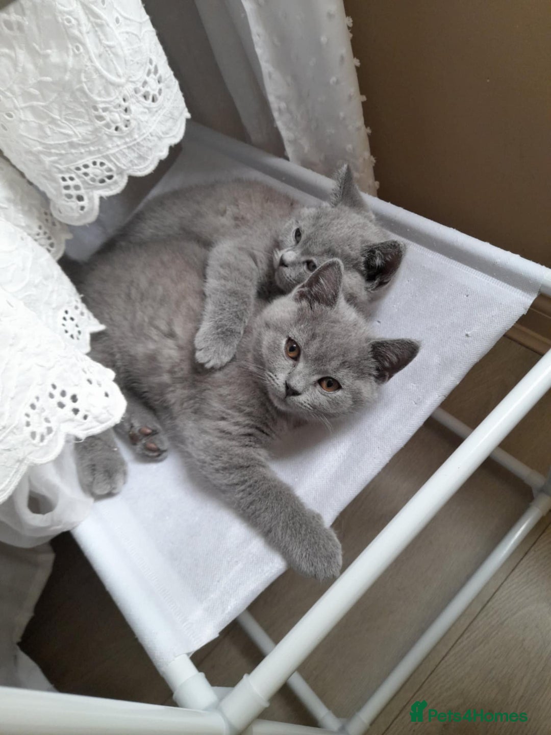 British Shorthair cats for sale: READY NOW 2 LOVELY BOYS BSH BLUE  - Image 14