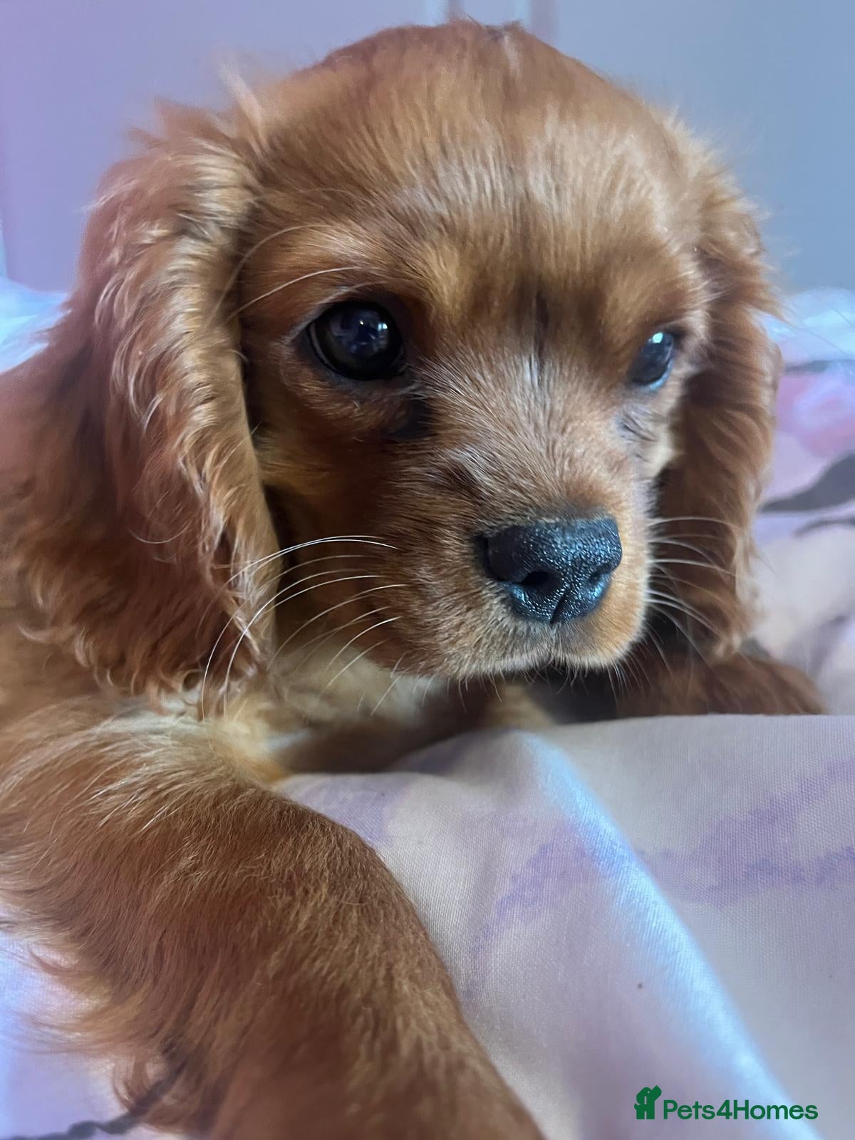 Cavalier King Charles Spaniel dogs Extensively tested fully vaccinated last boy - Advert 2