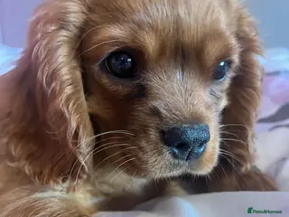 Cavalier King Charles Spaniel dogs Extensively tested fully vaccinated last boy - Advert 2