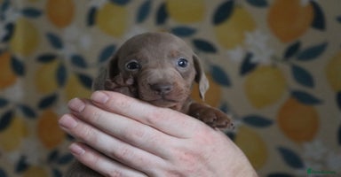 Miniature Dachshund dogs Adorable miniature dachshund puppies 3boys 1 girl - Advert 4