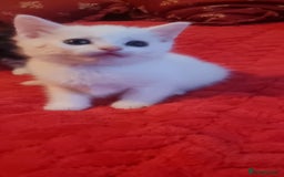 Mixed Breed cats for sale: kittens - Image 21