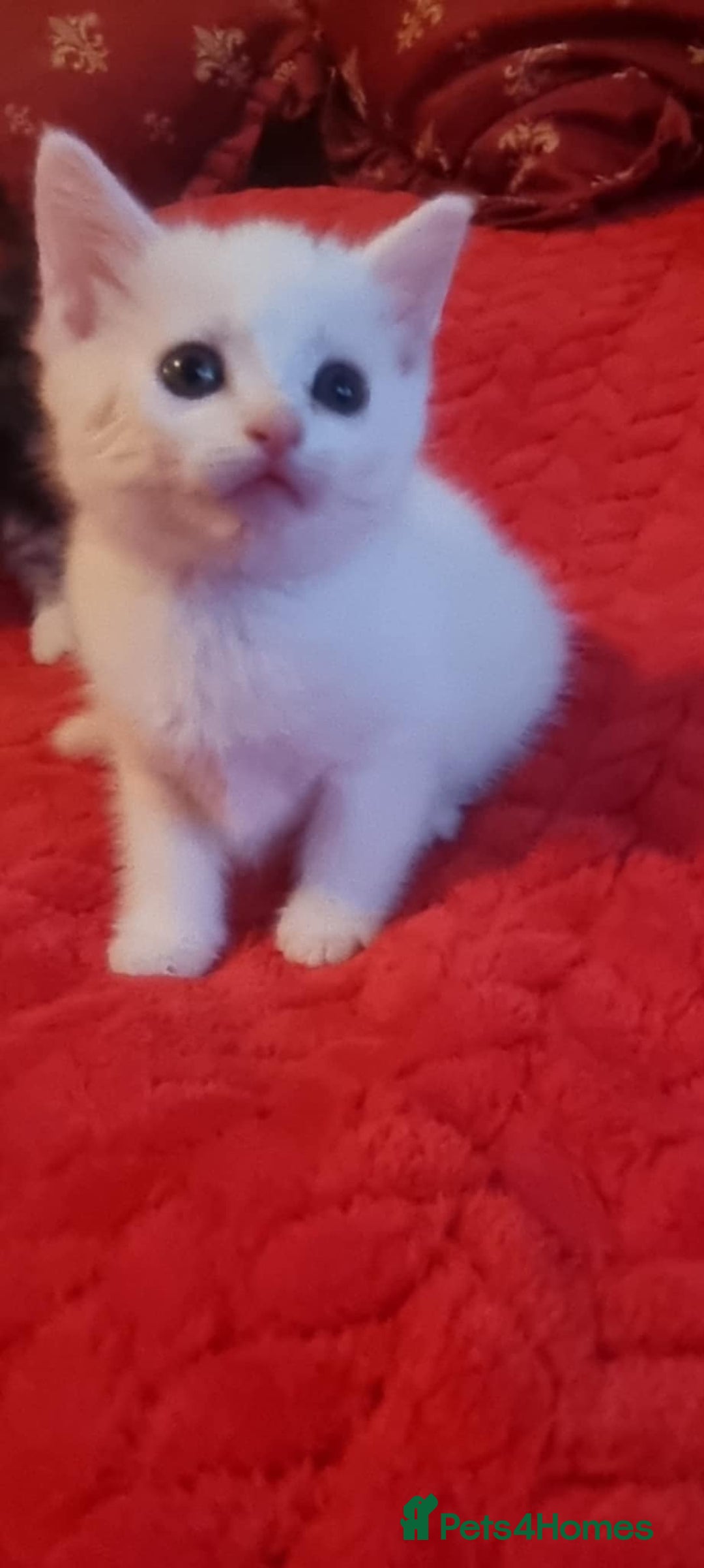 Mixed Breed cats for sale: kittens - Image 21