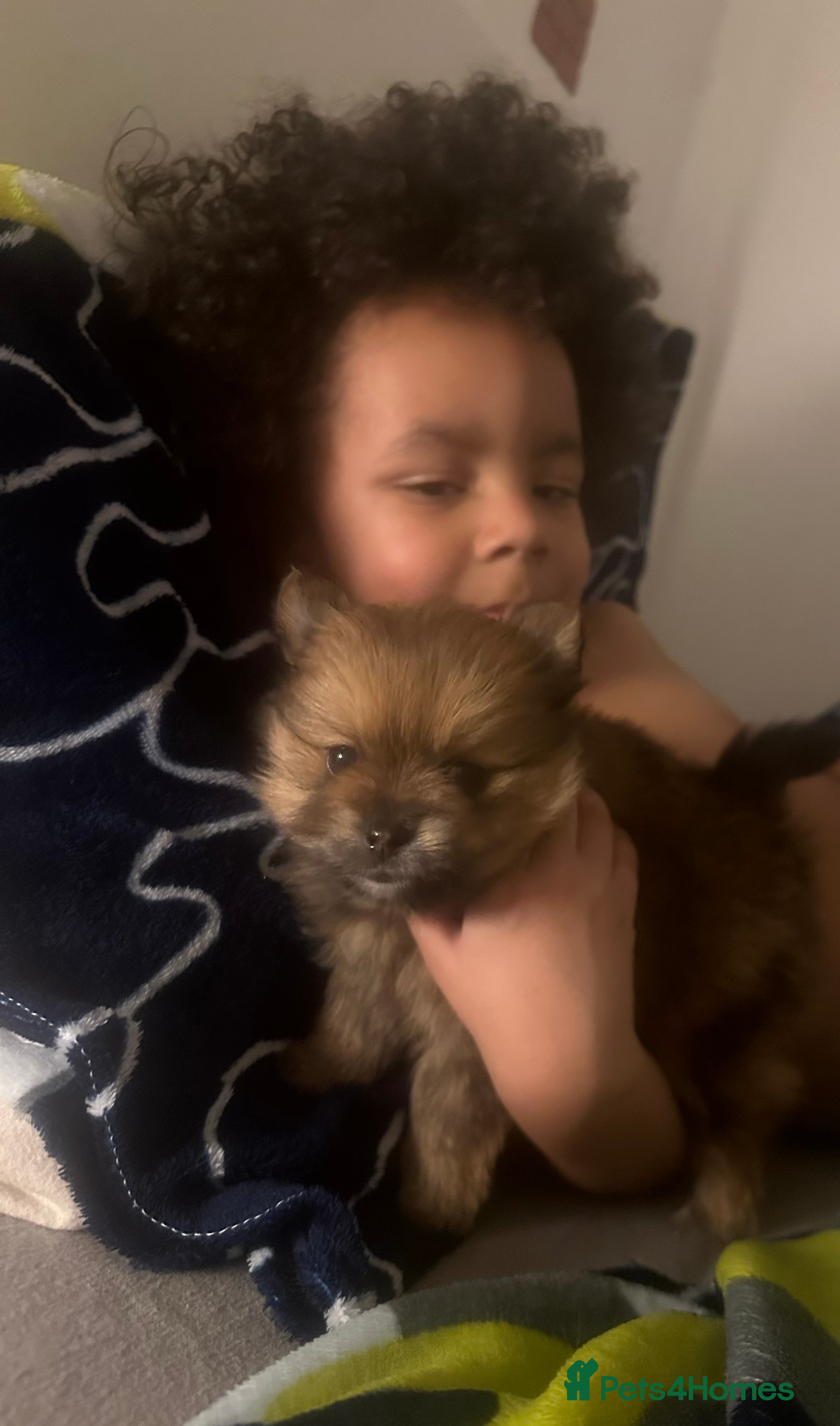 Pomeranian dogs Teddy pom puppy girl beautiful coat  - Advert 18