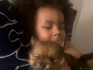 Pomeranian dogs Teddy pom puppy girl beautiful coat - Advert 18