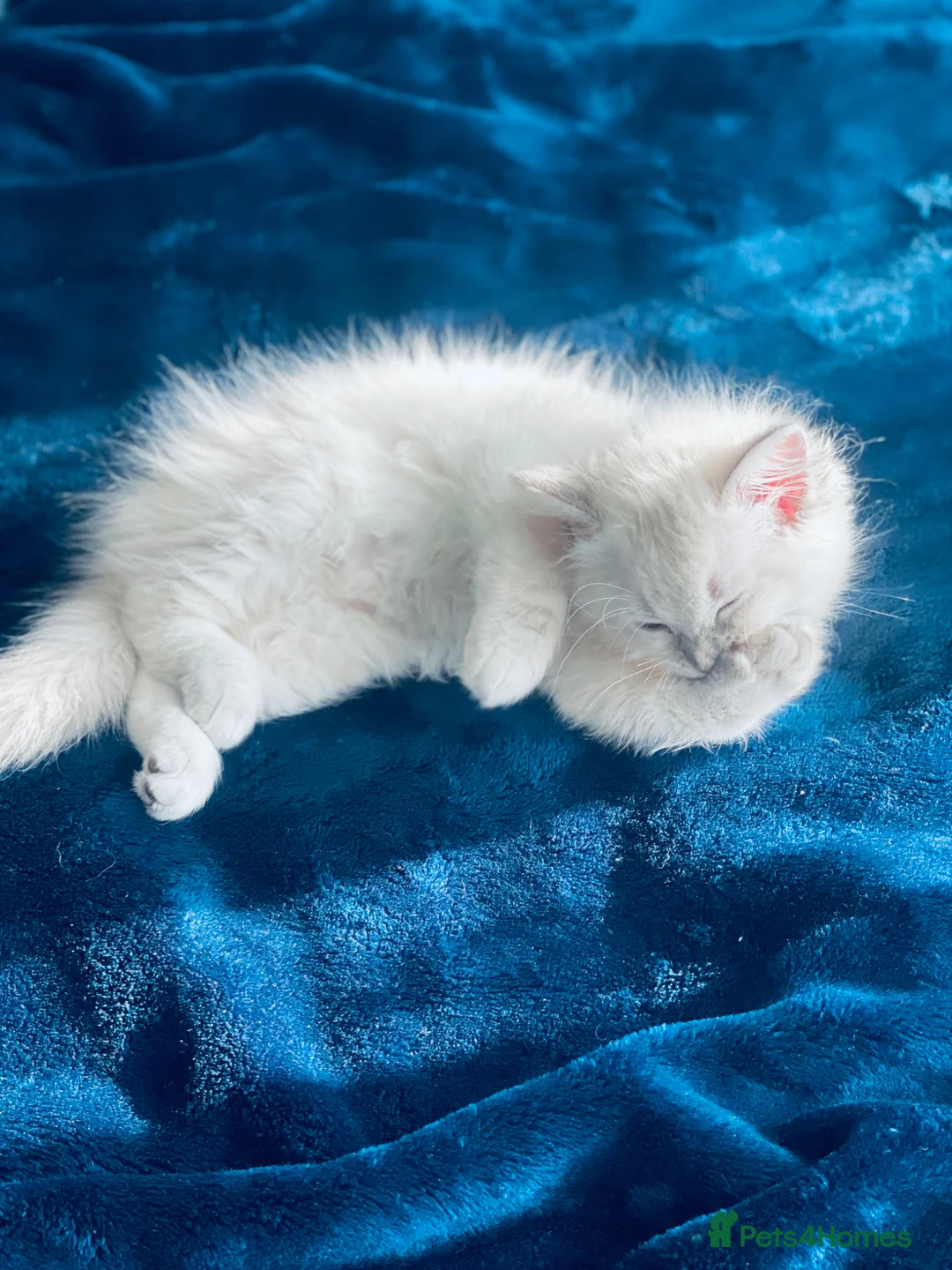 Ragdoll cats for sale: Sweet Ragdoll Kitten💗 - Advert 7