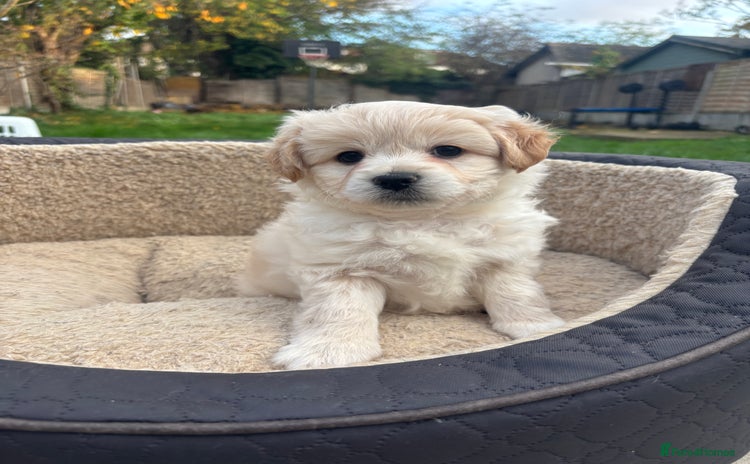 Mixed Breed dogs Peke-a-Chon puppies 🐶  - Advert 16