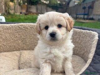 Mixed Breed dogs Peke-a-Chon puppies 🐶 - Advert 18