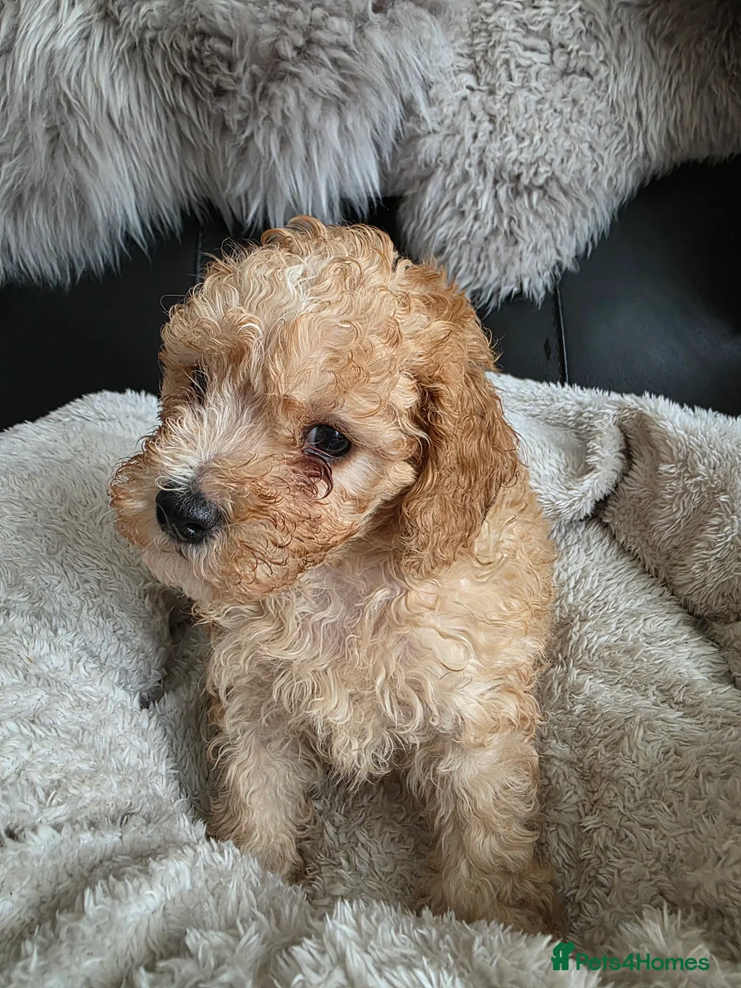 Cockapoo dogs for sale: Cream Cockapoo puppies - Advert 20