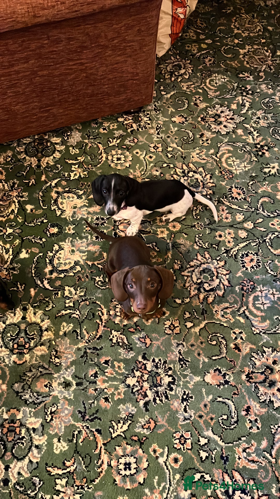 Miniature Dachshund dogs for sale: KC Reg Mini Dachshund  - Advert 5