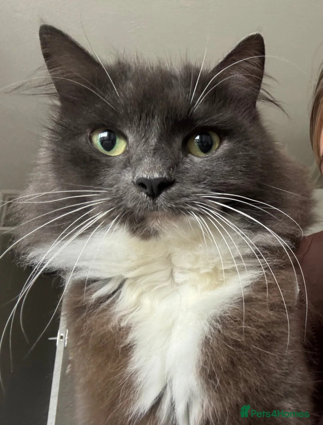 Ragdoll cats for sale: Gorgeous kittens 🐱  in Crawley - Advert 11