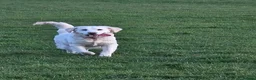 Golden Retriever dogs for sale: Golden Retriever Puppies - Advert 5