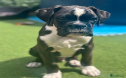Boxer dogs for sale: Beautiful Boxer Puppies for sale - Image 7