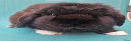 Mini Lop rabbits for sale: Male mini lop rabbits. Exceptionally well bred!  - Advert 8