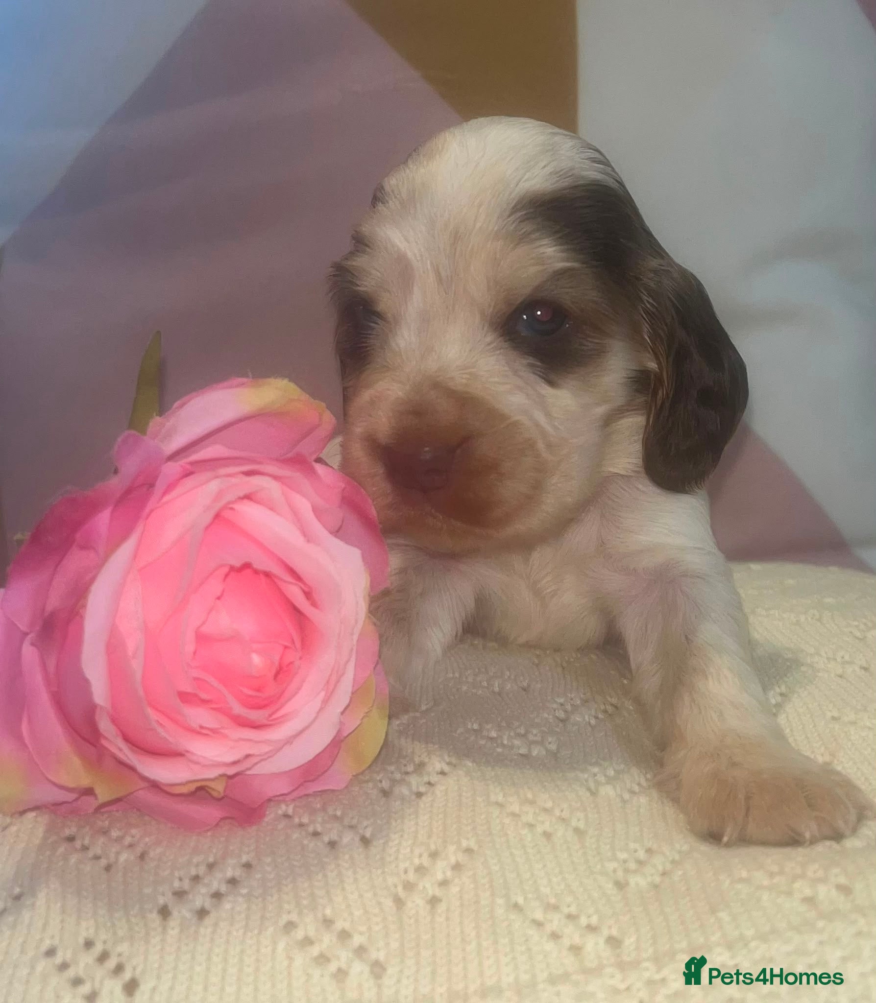 Cocker Spaniel dogs 🐾BEAUTIFUL KC REGISTERED SHOW COCKERS🐾 - Advert 2