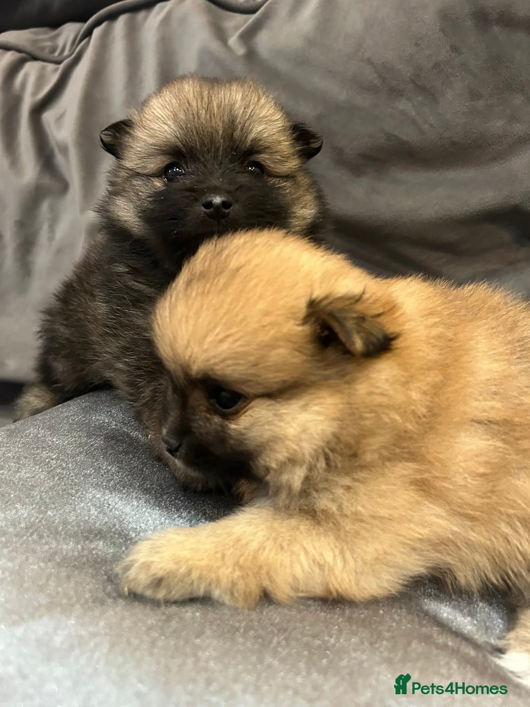Pomeranian dogs for sale: **** ** ** POMERANIAN PUPPIES **** - Image 6