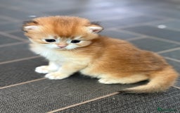 British Shorthair cats for sale: GCCF reg BSH & BLH Chocolate/Black Golden Kittens - Image 15