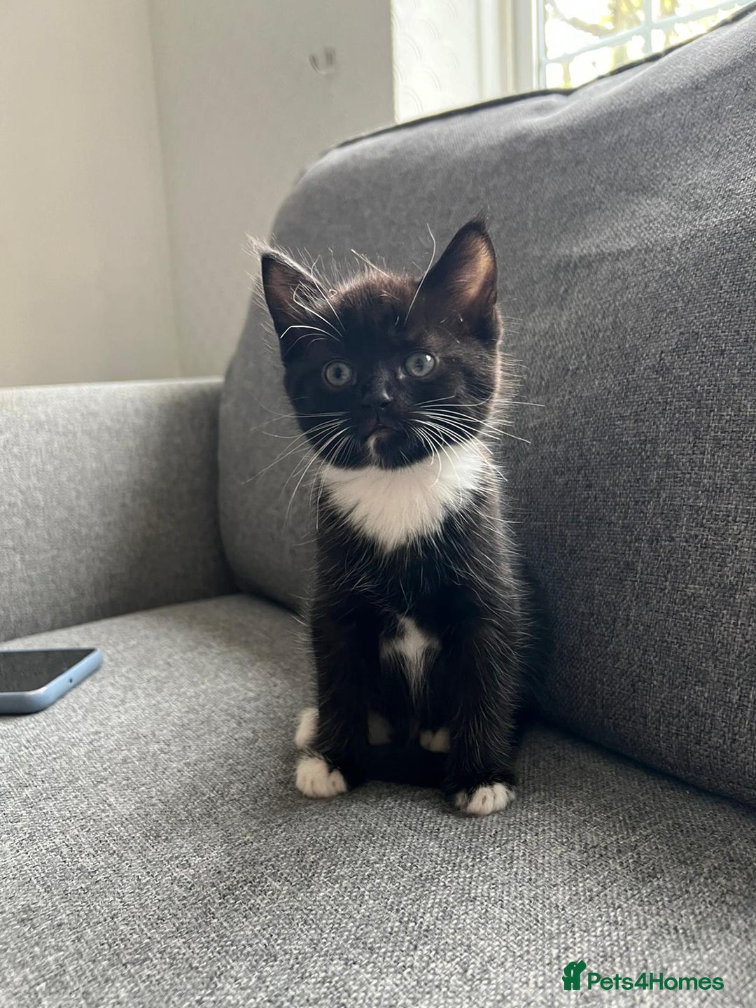 Maine Coon cats for sale: Little Half Main Coons - Advert 37