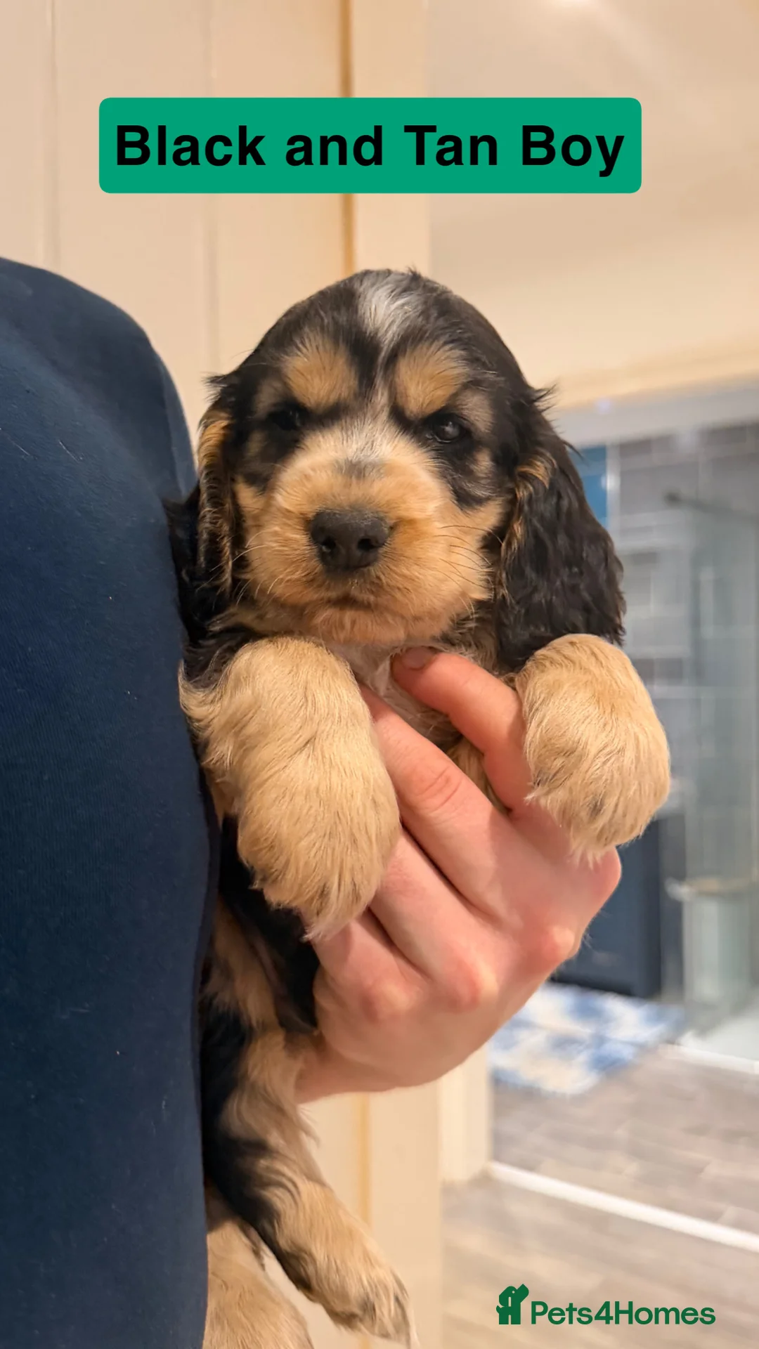 Cockapoo dogs for sale: Cockapoos  - Advert 19