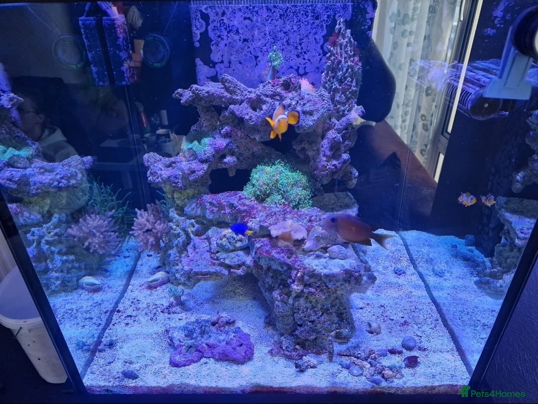 Other/Mixed Breed fish for sale: Salt water aquarium + quarantine tank - Image 9