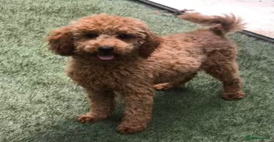 Miniature Poodle dogs - Advert 10