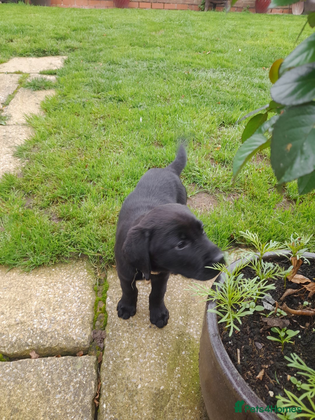 Labrador Retriever dogs for sale: Black labrador puppy - Image 6