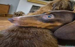 Miniature Dachshund dogs for sale: Rehoming  - Image 3