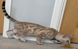 Bengal cats for sale: 🩶Stunning Silver Mink🩶 Bengal Male TICA Reg - Image 9