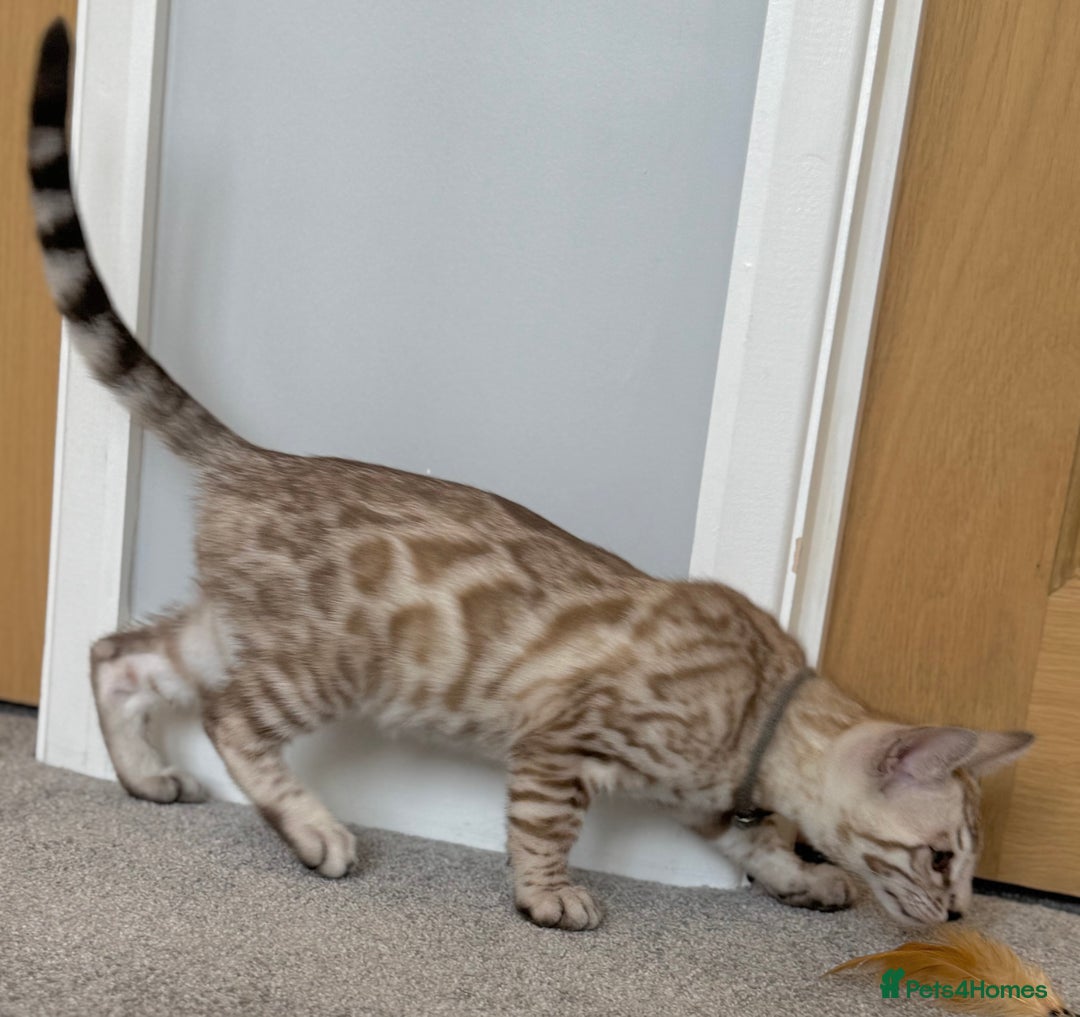Bengal cats for sale: 🩶Stunning Silver Mink🩶 Bengal Male TICA Reg - Image 9