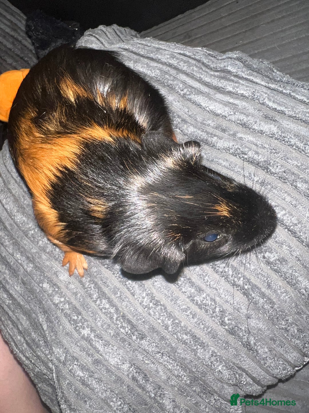 Guinea Pig rodents for sale: beautiful boy and girl  - Image 8