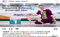 Italian Greyhound dogs for sale: Italian greyhound puppies KC reg European Lineage in Leeds - Image 22