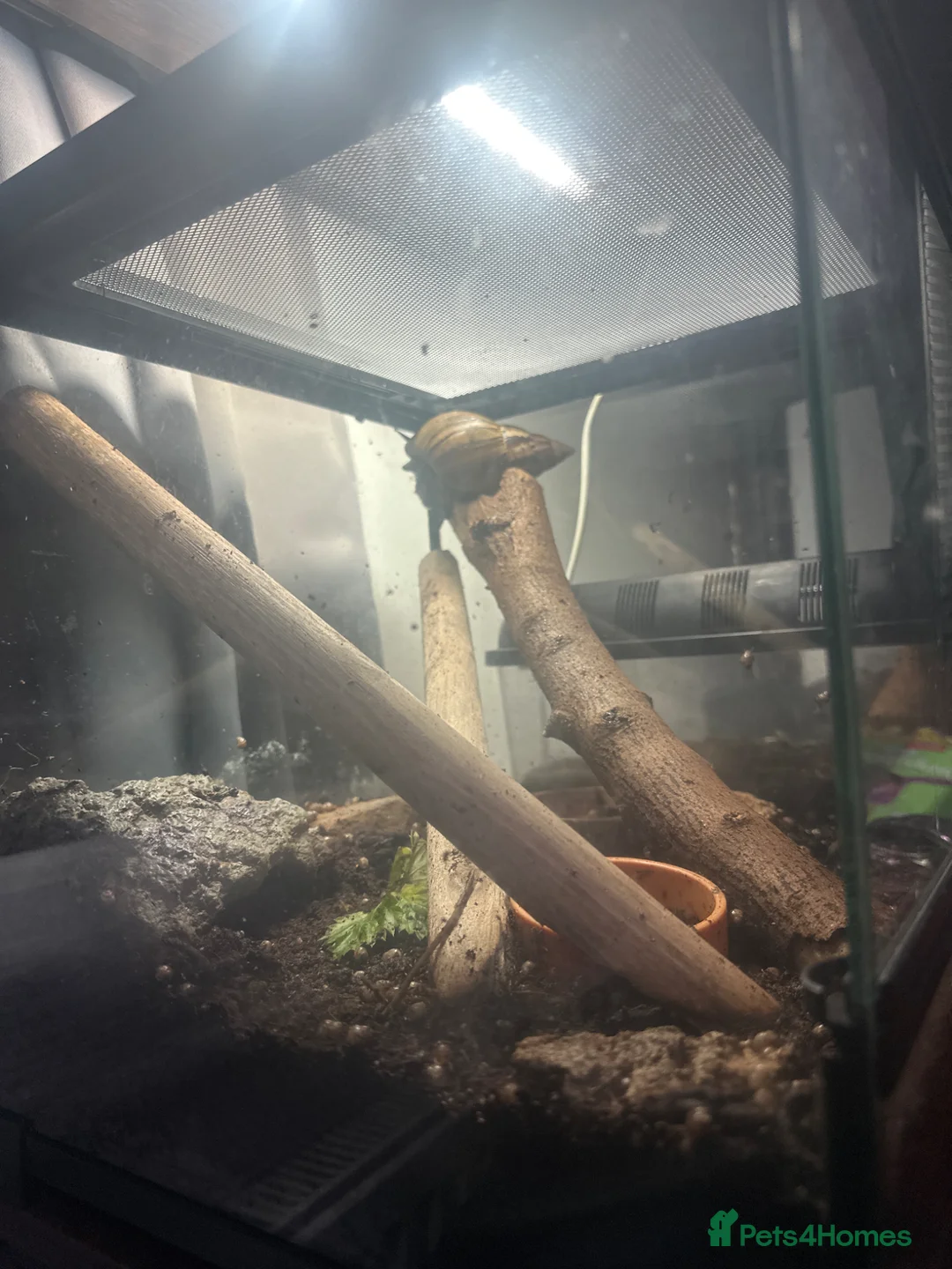 Snails invertebrates for sale: Giant Land Snails + Full Habistat Terrarium Setup - Advert 1