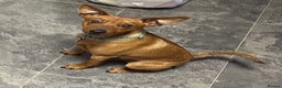 Miniature Pinscher dogs for sale: Loving Homes Wanted for Two Miniature Pinschers - Advert 14