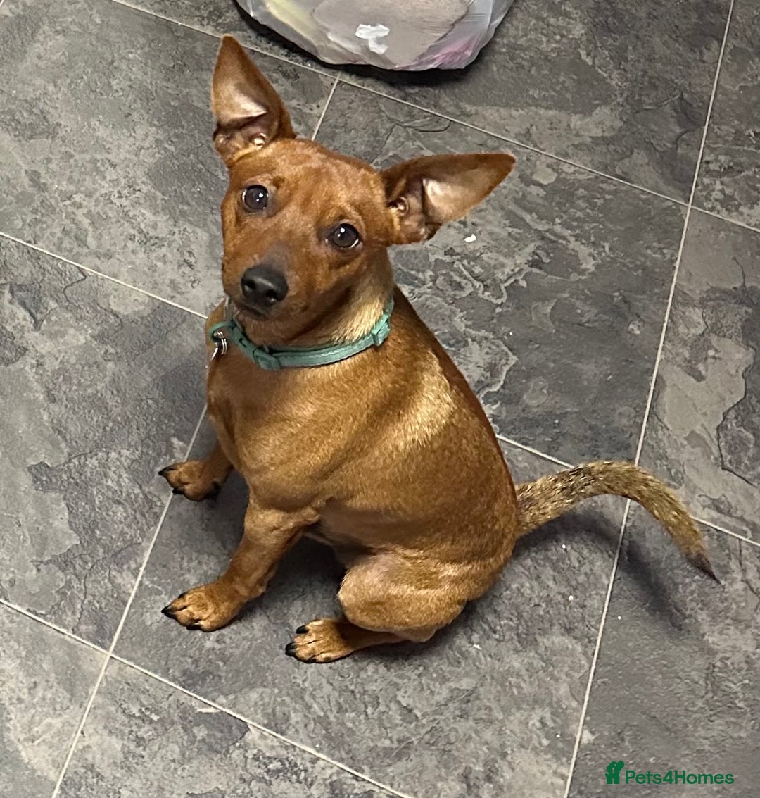 Miniature Pinscher dogs for sale: Loving Homes Wanted for Two Miniature Pinschers - Advert 14