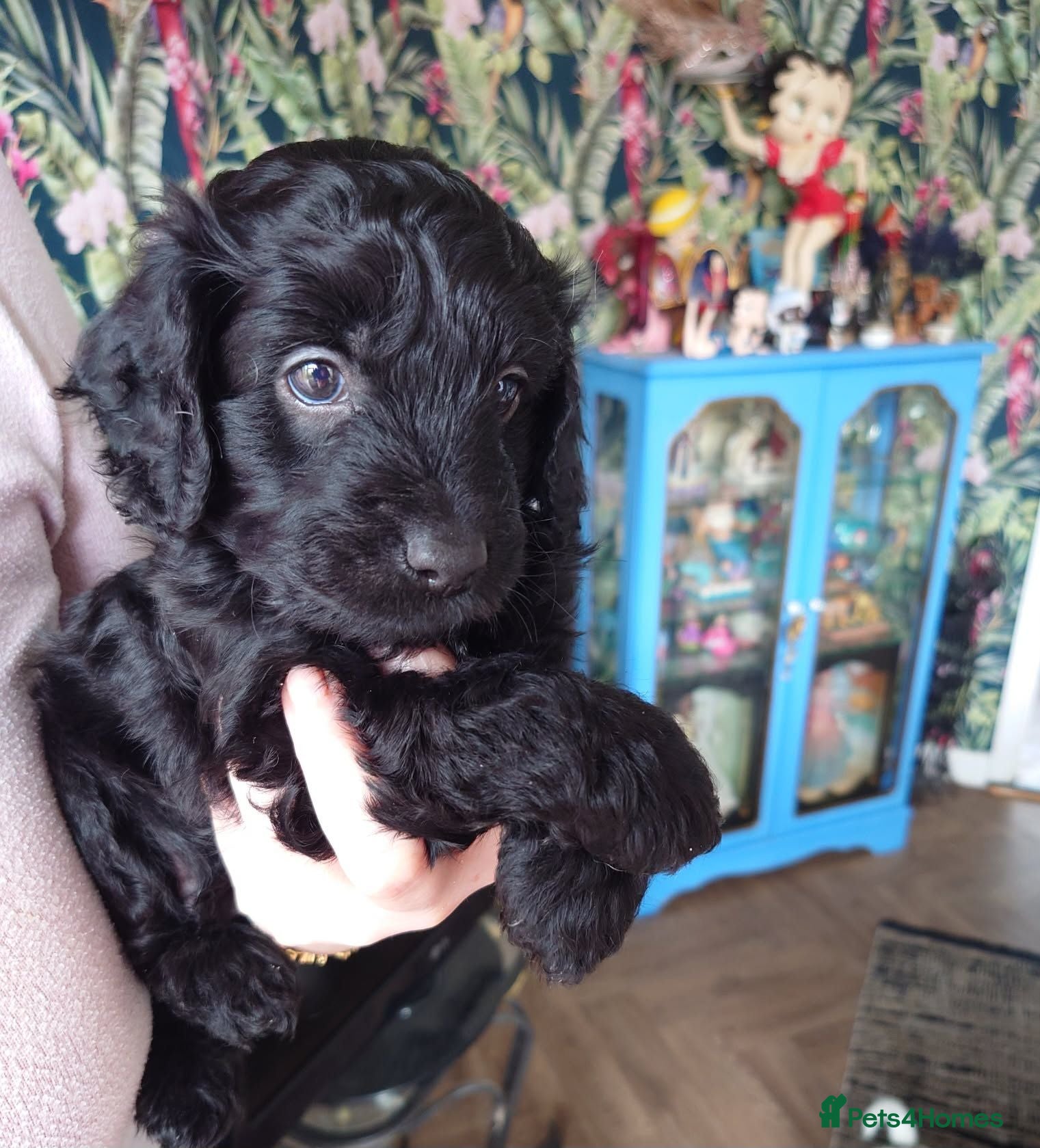 Cockapoo dogs 1 black male left, F1B cockapoo puppies  - Advert 13