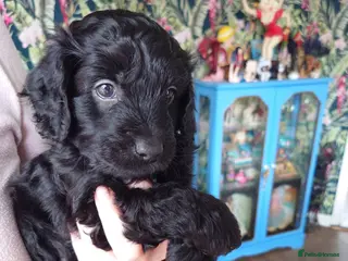 Cockapoo dogs 1 black male left, F1B cockapoo puppies - Advert 1
