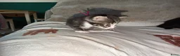 Mixed Breed cats for sale: Kittens for sale - Advert 9