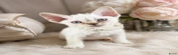Devon Rex cats for sale: READY NOW 3 stunning Devon Rex Boys Available GCCF - Advert 9