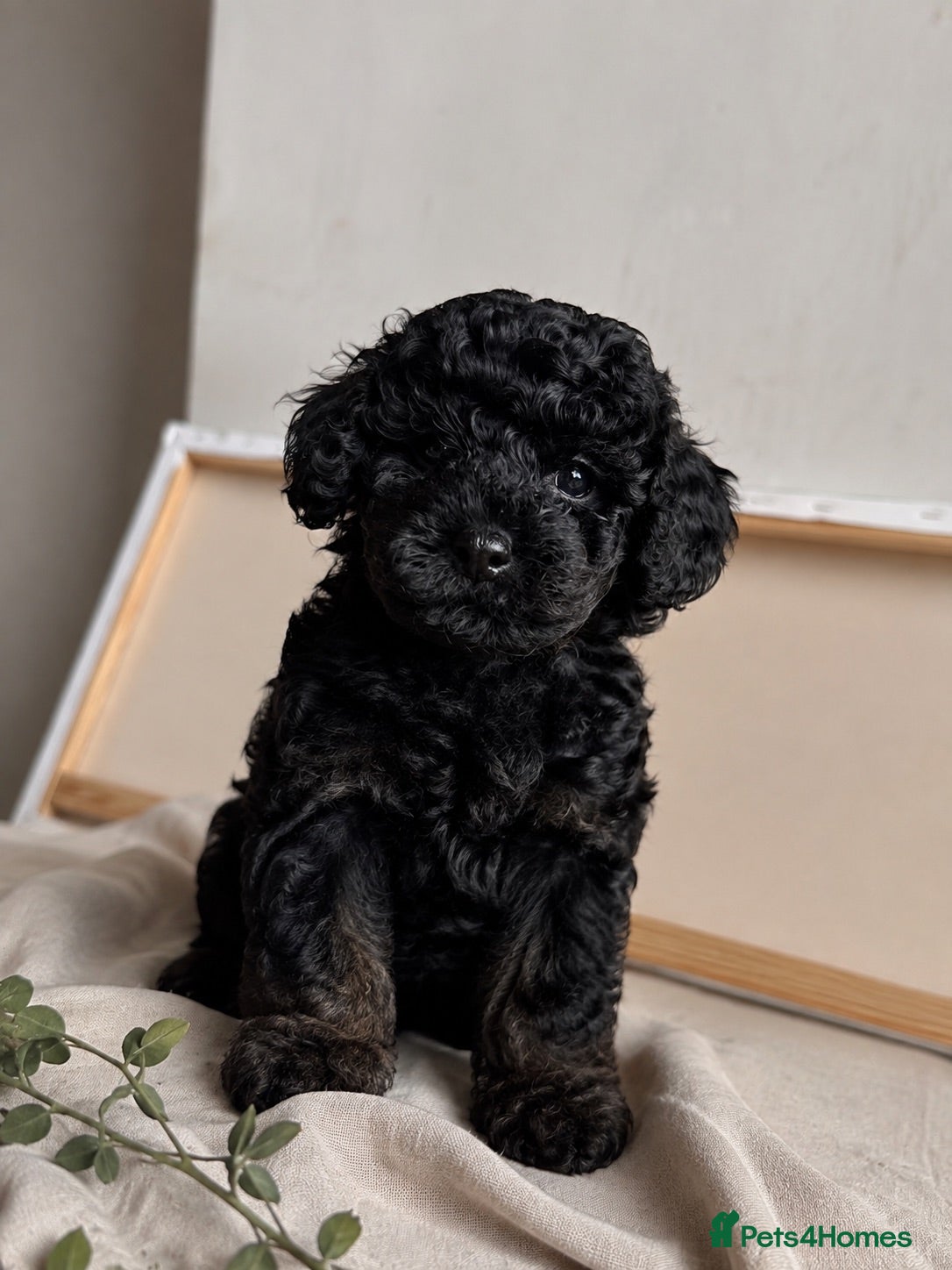 Cavapoo dogs Gorgeous Cavapoo ready for 5* home  - Advert 1